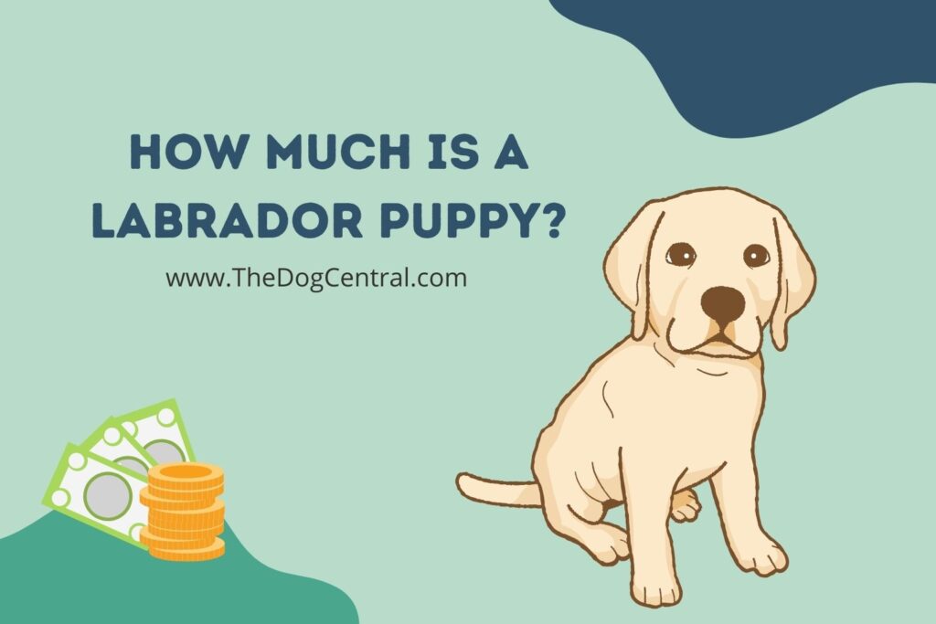 How Much is a Labrador Puppy? The Dog Central