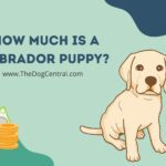 How Much is a Labrador Puppy?
