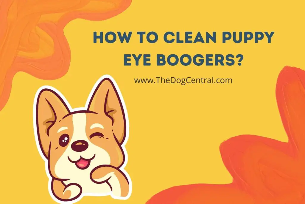 how-to-clean-puppy-eye-boogers-the-dog-central