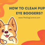 How to Clean Puppy Eye Boogers