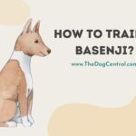 How to Train a Basenji?