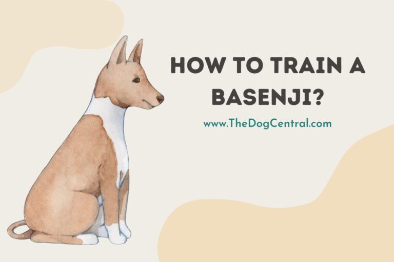 how to train a Basenji