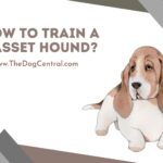 How to Train a Basset Hound?