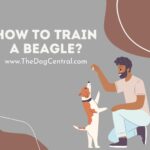 How to Train a Beagle?