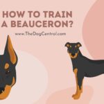 How to Train A Beauceron?