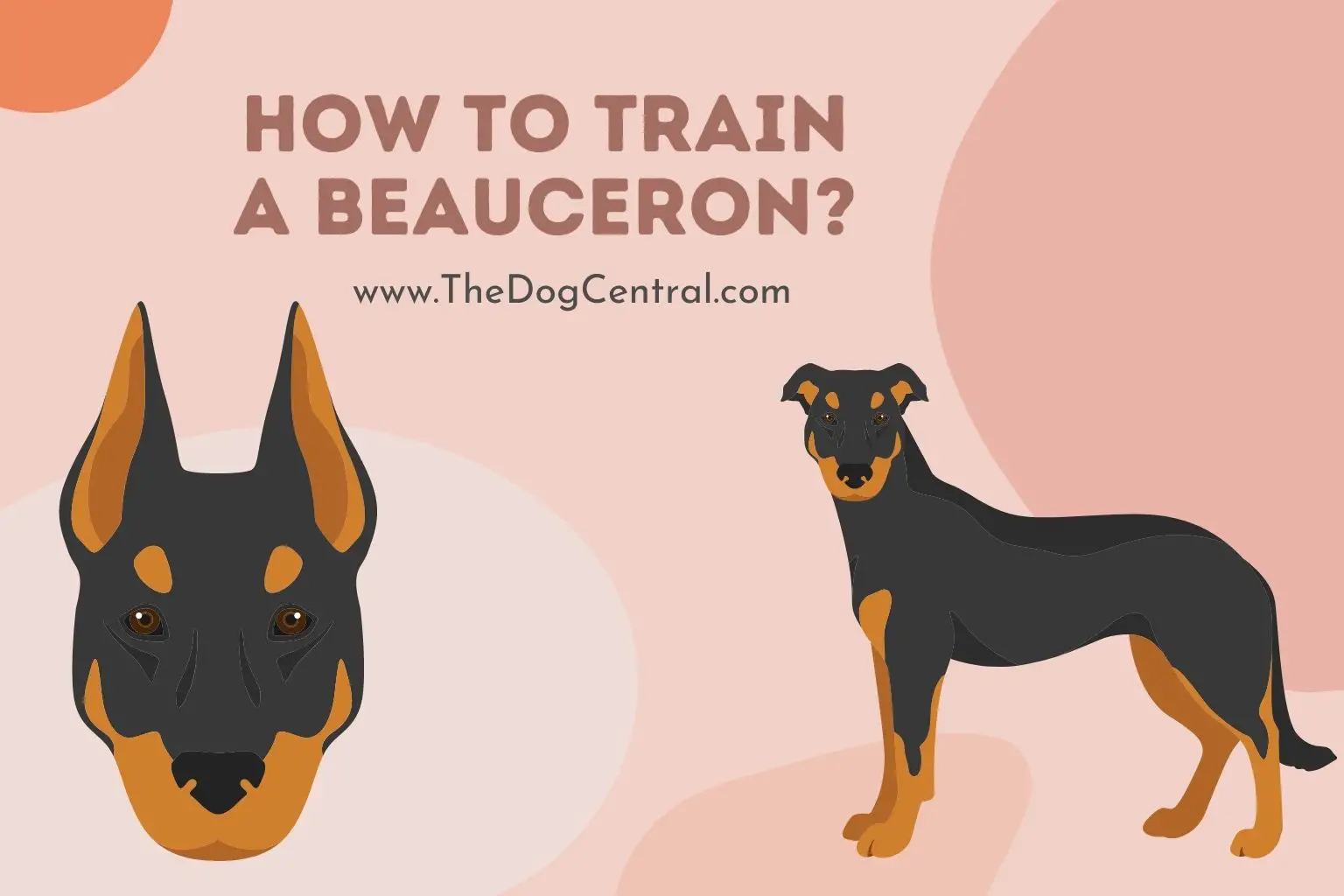 how to train a Beauceron