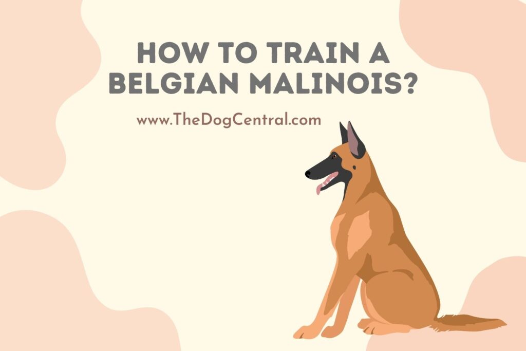 How to Train a Belgian Malinois Puppy? The Dog Central