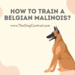 How to Train a Belgian Malinois Puppy?