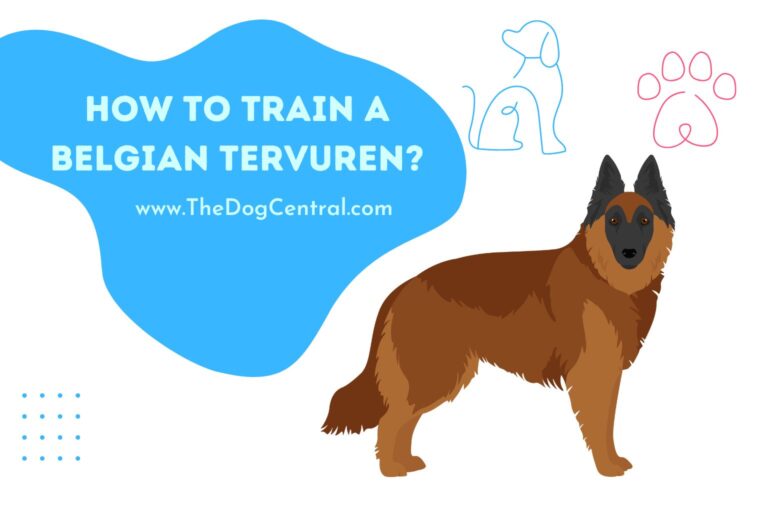 how to train a Belgian Tervuren