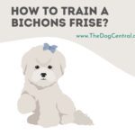 How to Potty Train a Bichon Frise