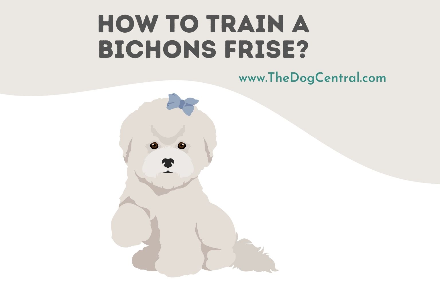 how to train a Bichons Frise