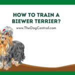 How to Train a Biewer Terrier?