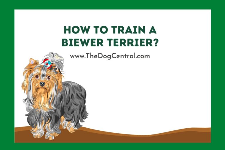 how to train a Biewer Terrier