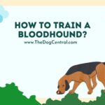 How to Train a Bloodhound Puppy?