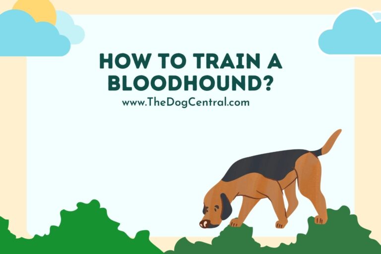 how to train a Bloodhound