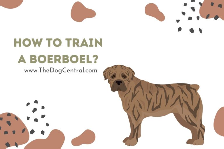 how to train a Boerboel