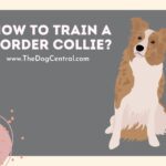 How to Train a Border Collie?