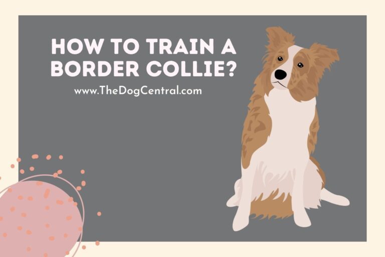 how to train a Border Collie