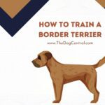 How to Train a Border Terrier?
