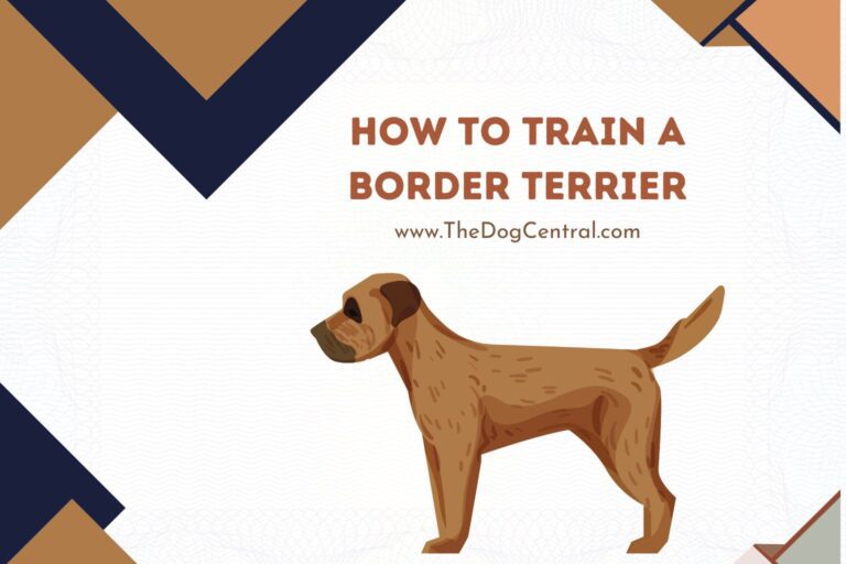 how to train a Border Terrier
