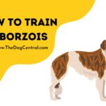 How to Train a Borzoi Puppy?