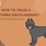 How to Train a Bouvier Des Flandres?