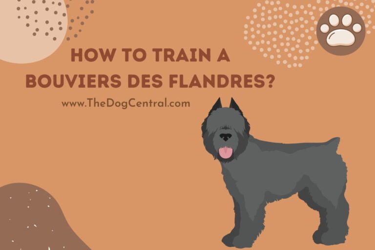 how to train a Bouviers des Flandres