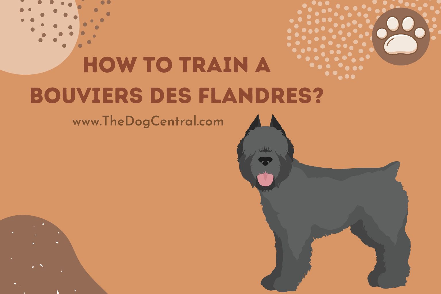 how to train a Bouviers des Flandres
