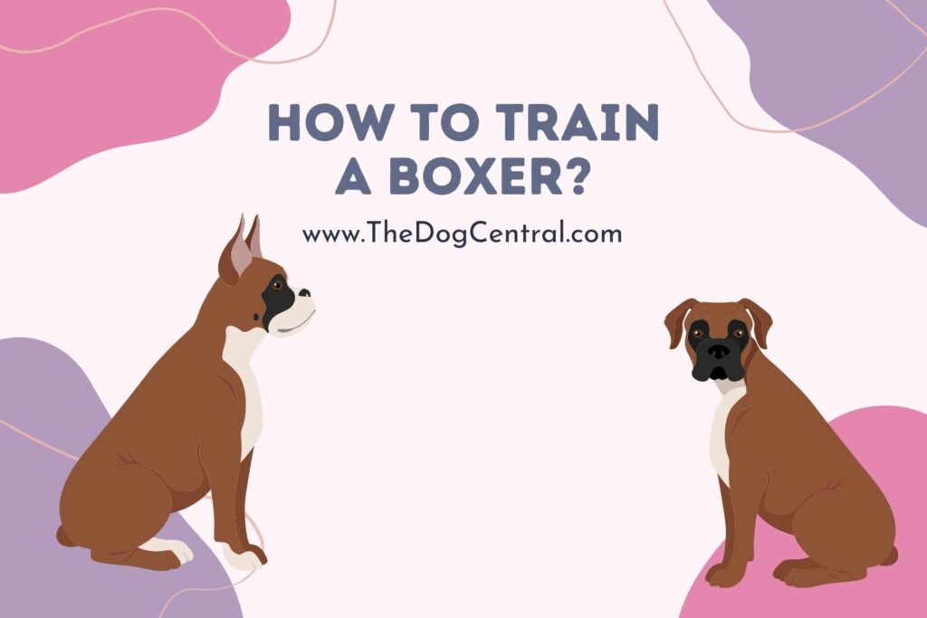 How to Train a Boxer? The Dog Central