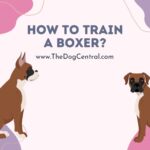 How to Train a Boxer?