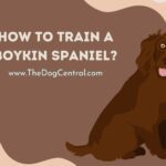How to Train a Boykin Spaniel Puppy?