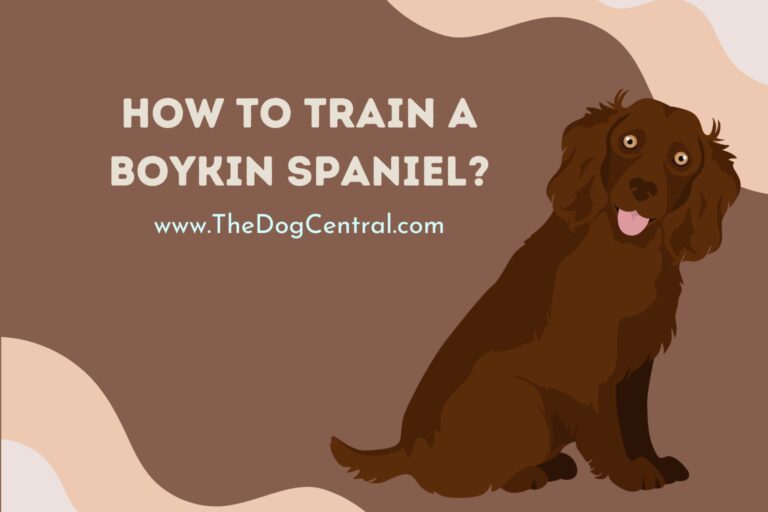 how to train a Boykin Spaniel