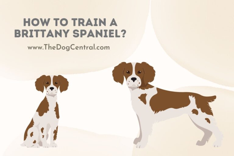 how to train a Brittany spaniel