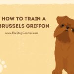 How to Train a Brussels Griffon?