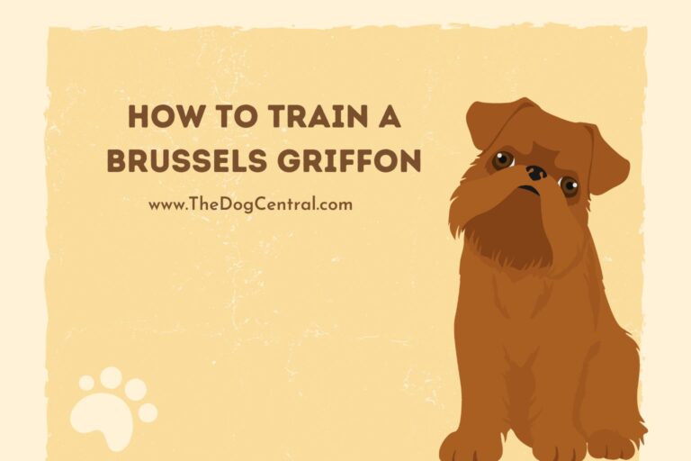how to train a Brussels Griffon