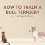 How to Train a Bull Terrier Puppy?