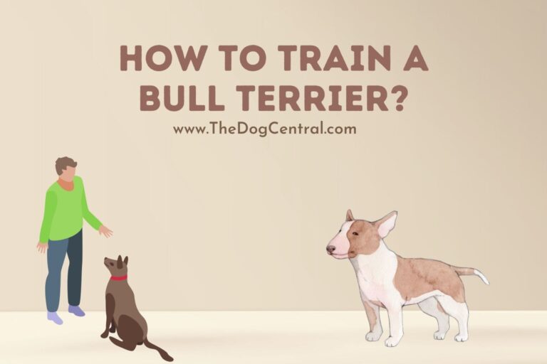 how to train a Bull Terrier