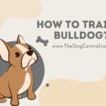 How to Train a Bulldog?