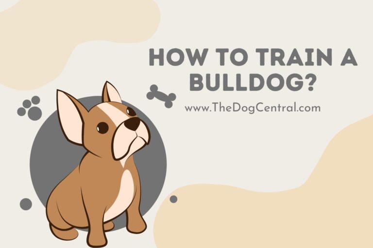 how to train a Bulldog