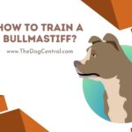 How to Train a Bullmastiff Puppy