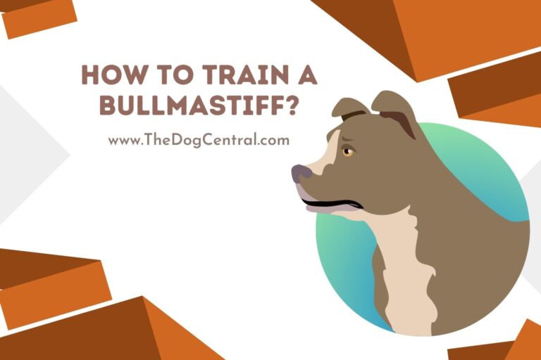 how to train a Bullmastiff
