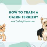 How to Train a Cairn Terrier?
