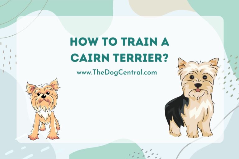 how to train a Cairn Terrier