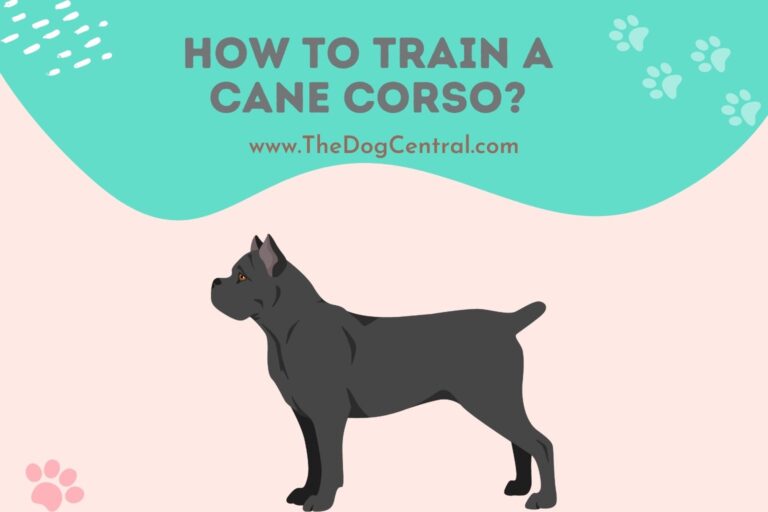 how to train a Cane Corso