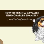 How to Train a Cavalier King Charles Spaniel?