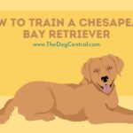 How to Train a Chesapeake Bay Retriever?