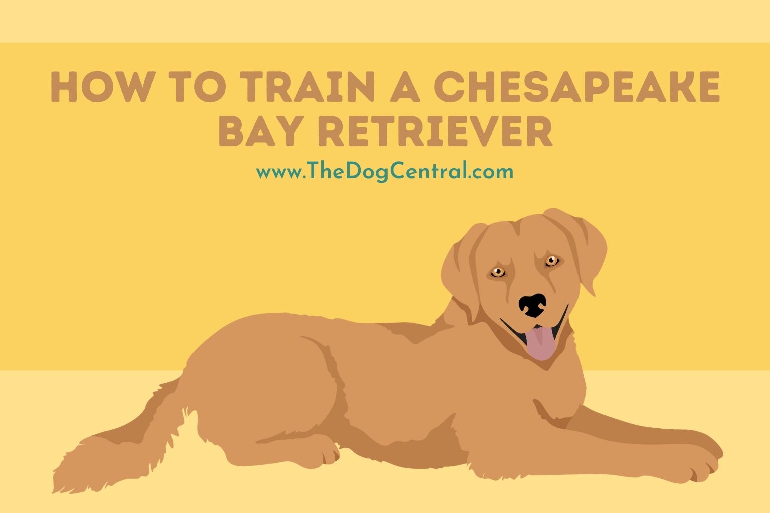 how to train a Chesapeake Bay Retriever