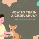 How to Train a Chihuahua?