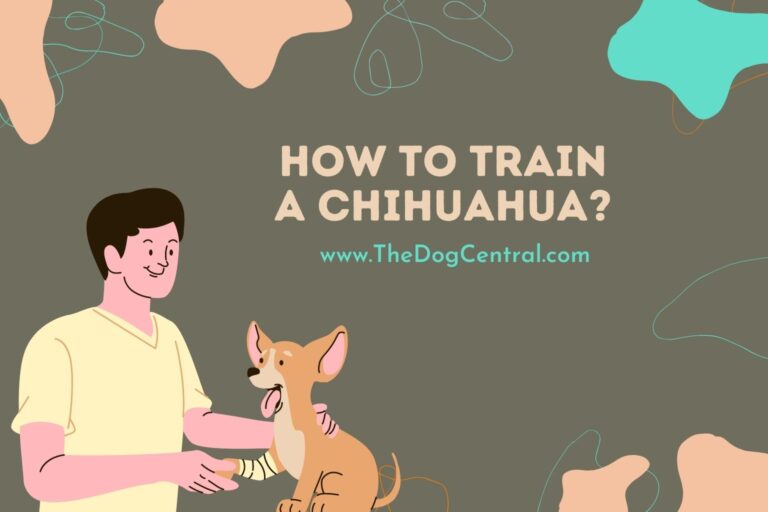 how to train a Chihuahua