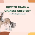 How to Train a Chinese Crested?